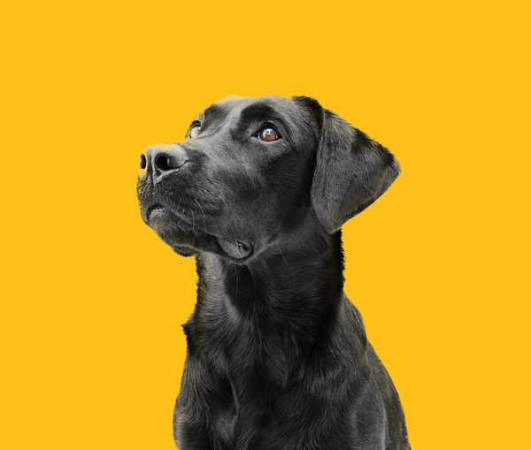 Muscle up to the Black Dog